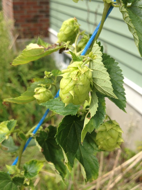 Fresh Hallertau hop